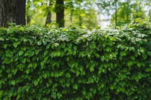 fundo de planta verde foto