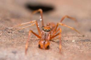 kerengga jumper tipo formiga, macro foto