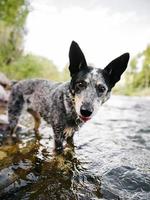 cão em um rio em colorado foto