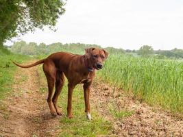 rhodesian ridgeback brincando ao ar livre foto