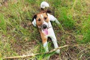 fox terrier suave brincando com um pau. foto