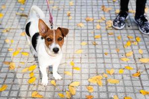 jack russell terrier em uma trela foto