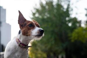 jack russell terrier ao ar livre foto