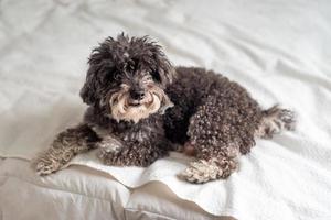 poodle pequeno em uma cama foto