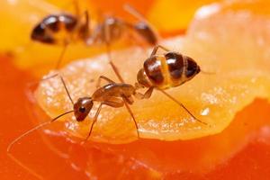 formigas marrons macro foto