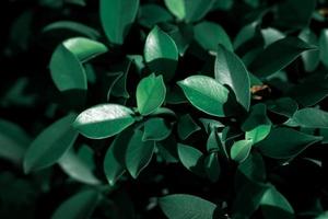 folhas verdes escuras iluminadas pela luz solar foto