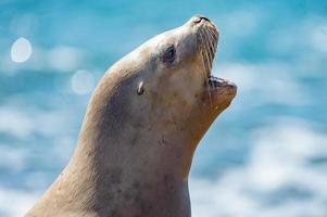 foca leão-marinho fêmea bocejando foto