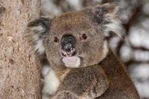 coala selvagem em uma árvore enquanto olha para você foto