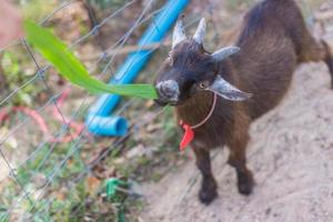 cabra em um zoológico foto