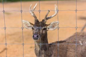 veado em um zoológico foto