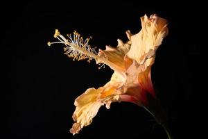 flor de hibisco macro