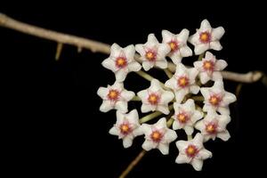 flor hoya em fundo preto foto