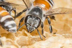 abelha do favo de mel na colméia foto