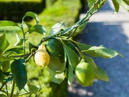 limão decorativo fresco na árvore no jardim foto