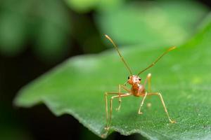 um olhar mais atento a uma formiga vermelha foto