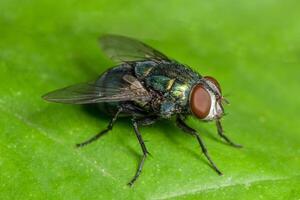 mosca doméstica macro foto