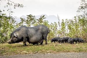 porcos vietnamitas foto