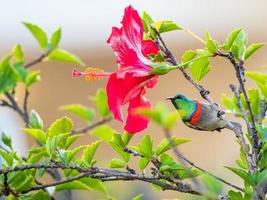 sunbird de colarinho duplo do sul na árvore de hibisco