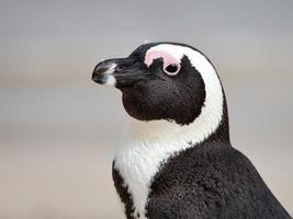 close-up de pinguim em preto e branco foto