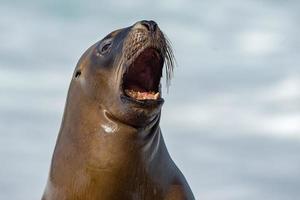 foca leão-marinho fêmea bocejando foto