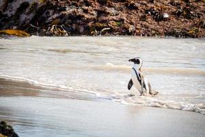 pinguim andando na praia foto