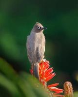 pássaro de bulbul cabo na flor vermelha foto