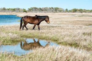 assateague cavalo bebê jovem cachorrinho pônei selvagem foto