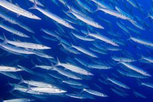 peixe barracuda debaixo d'água foto