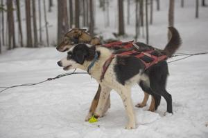 trenó com cachorro de trenó na lapônia no inverno foto