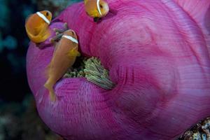 peixe-palhaço dentro de anêmona roxa rosa foto