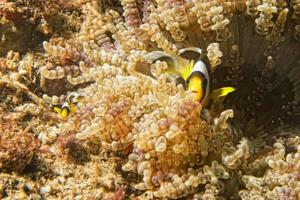 peixe-palhaço olhando para você da anêmona foto