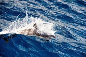 golfinhos pulando no mar azul profundo foto