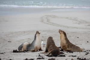 leão-marinho australiano recém-nascido no fundo da praia foto