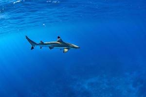 nadando com tubarões no oceano azul da polinésia foto