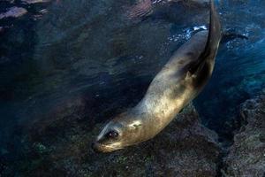 foca-leão-marinho debaixo d'água enquanto mergulha galápagos foto