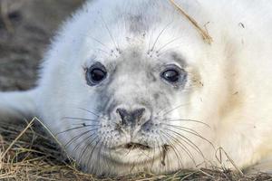 filhote de foca cinza enquanto relaxa na praia na grã-bretanha foto