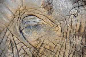 olho de elefante close-up no parque kruger na áfrica do sul foto