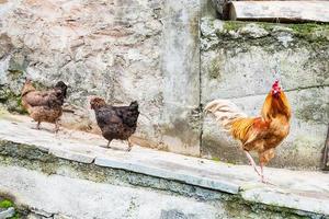 galo vermelho e duas galinhas em uma rua da vila foto