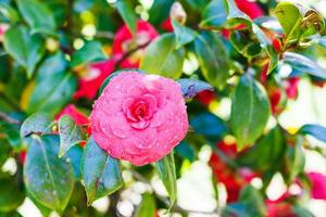 flor rosa do arbusto de camélia após a chuva de primavera foto