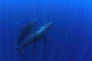 baleia jubarte debaixo d'água na polinésia francesa moorea foto