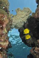 dois peixes-anjo amanteigados amarelos e azuis no fundo do recife foto