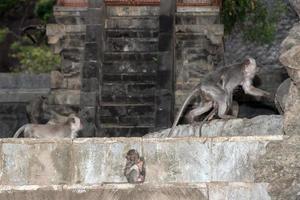 macaco macque dentro do templo induista de bali foto