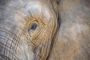 olho de elefante close-up no parque kruger na áfrica do sul foto