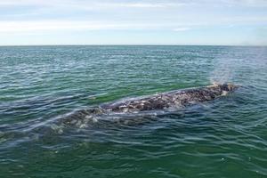baleia cinzenta mãe e filhote no oceano pacífico foto