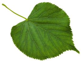 folha verde da árvore tilia platyphyllos isolada foto