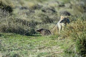 caça à raposa cinzenta na grama américa do sul tatu foto