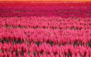 lindo campo de flores rosa foto