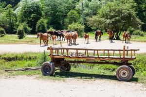 paisagem rural com cavalos e carrinho de madeira foto
