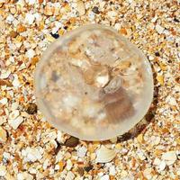 aurelia aurita água-viva na praia de areia e conchas foto