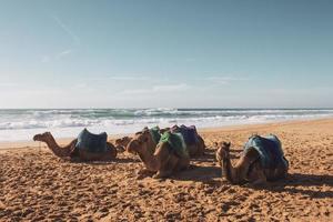 grupo de camelos na praia foto